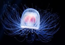 Бессмертное животное, медуза Turritopsis Nutricula