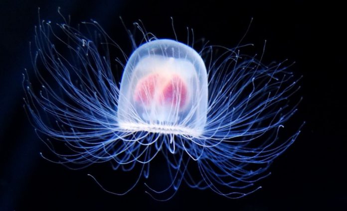 Бессмертное животное, медуза Turritopsis Nutricula Бессмертное животное, медуза Turritopsis Nutricula