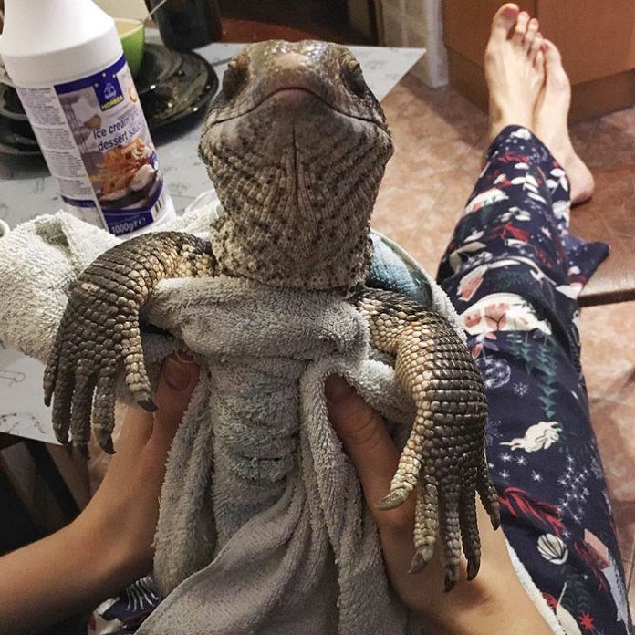 cute-lizard-pet-cuddles-savannah-monitor-astya-lemur-71