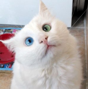 Белоснежный кот имеет самые гипнотизирующие глаза разного цвета