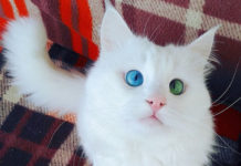 Белоснежный кот имеет самые гипнотизирующие глаза разного цвета