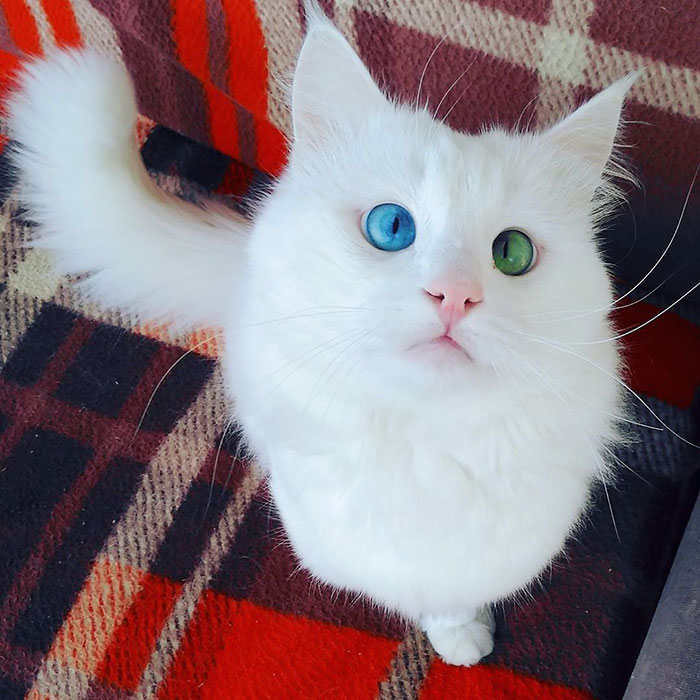 Белоснежный кот имеет самые гипнотизирующие глаза разного цвета