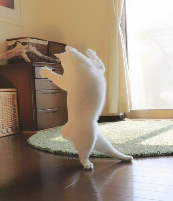 Кошка танцует балет пока никто не видит