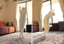 Кошка танцует балет пока никто не видит