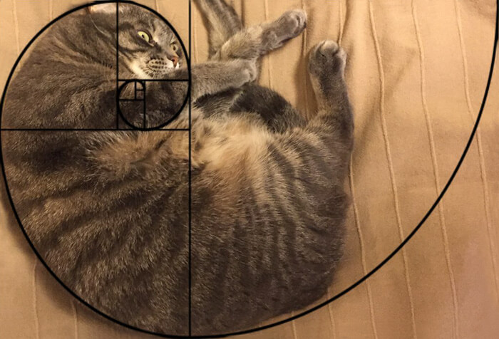 Фотографии, доказывающие что кошки идеальны с математической точки зрения