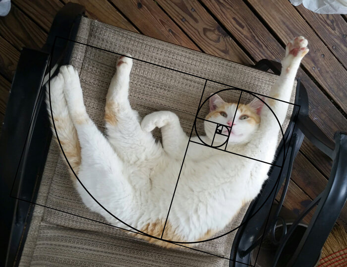 Фотографии, доказывающие что кошки идеальны с математической точки зрения