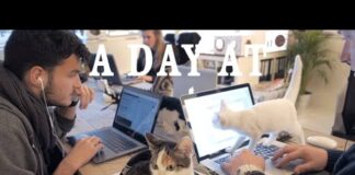 День в кото-офисе День в Кото-офисе