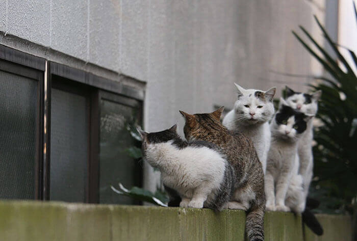 Японский фотограф документирует бродячих кошек Токио