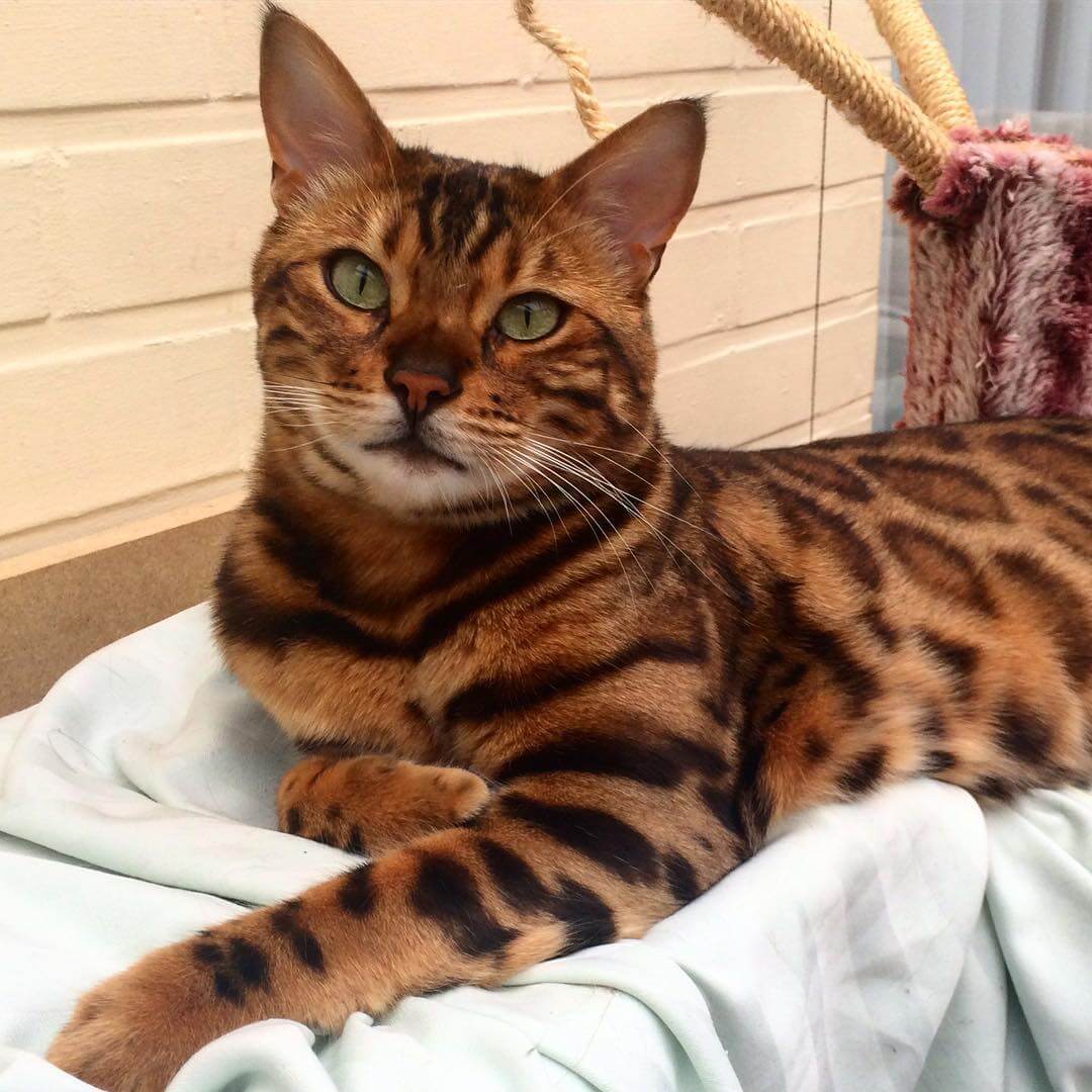 Тор - Бенгальский кот с идеально красивым мехом