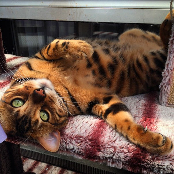 Тор - Бенгальский кот с идеально красивым мехом