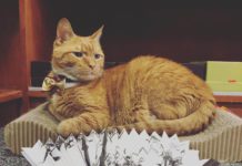 Кот провел 9 лет работая в магазине, без выходных дней