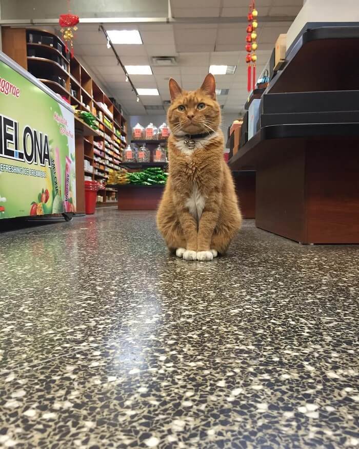 Кот провел 9 лет работая в магазине, без выходных дней