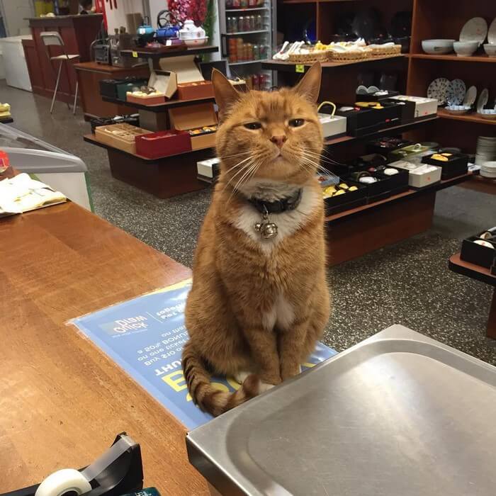 Кот провел 9 лет работая в магазине, без выходных дней