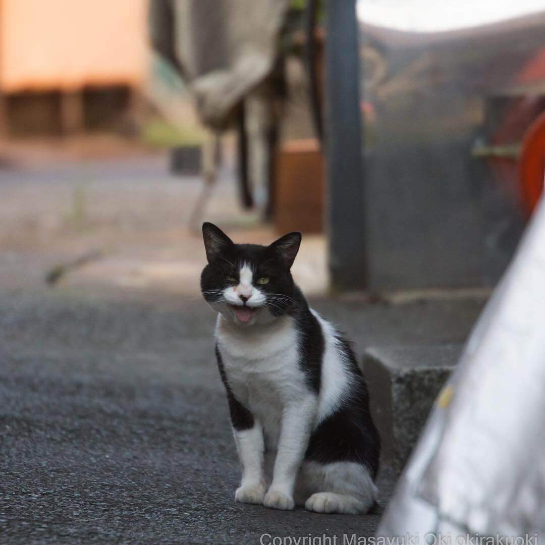 Японский фотограф документирует бродячих кошек Токио