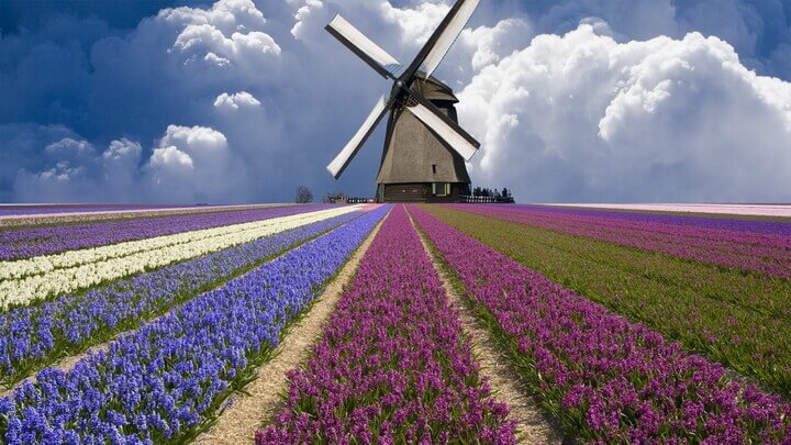 нидерланды цветочные поля