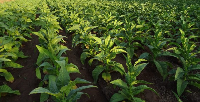 tobacco-1831798_1920 История происхождения табака: Откуда взялся табак и где растет