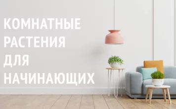 Комнатные растения для начинающих Комнатные растения для начинающих