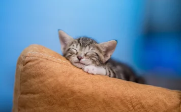 Как побороть бессонницу и уснуть за 15 минут Как побороть бессонницу и уснуть за 15 минут